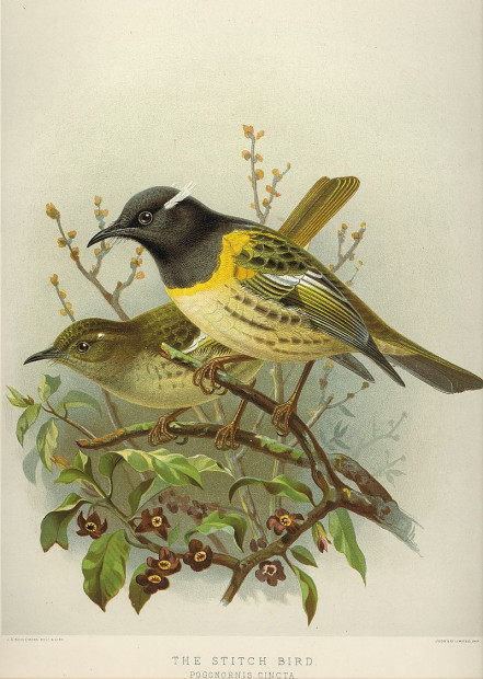 800px NZ Stitchbirds
