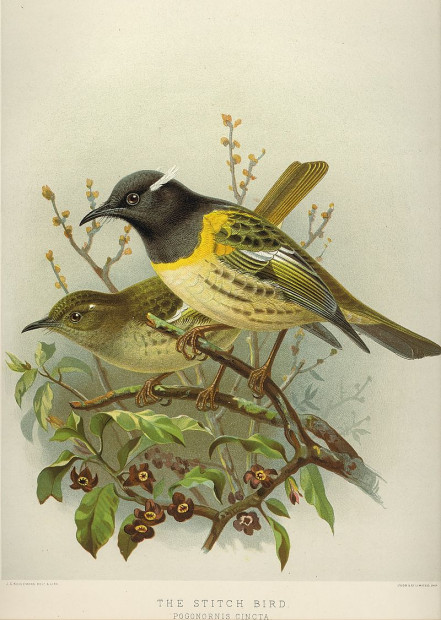 NZ Stitchbirds or Hihi 800px NZ Stitchbirds