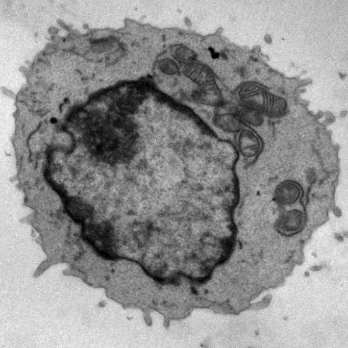 Activated T cell Activated T cell