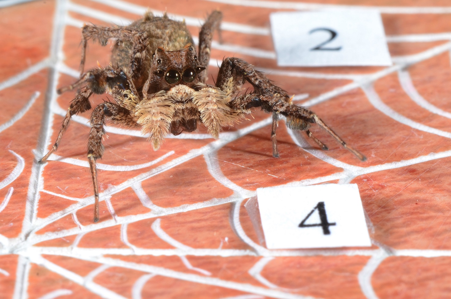 Do spiders count?
