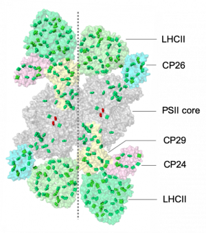 photosystem supercomplex