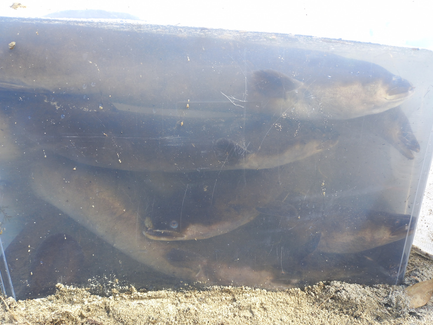 Eels during monitoring 2 Eels during monitoring 2