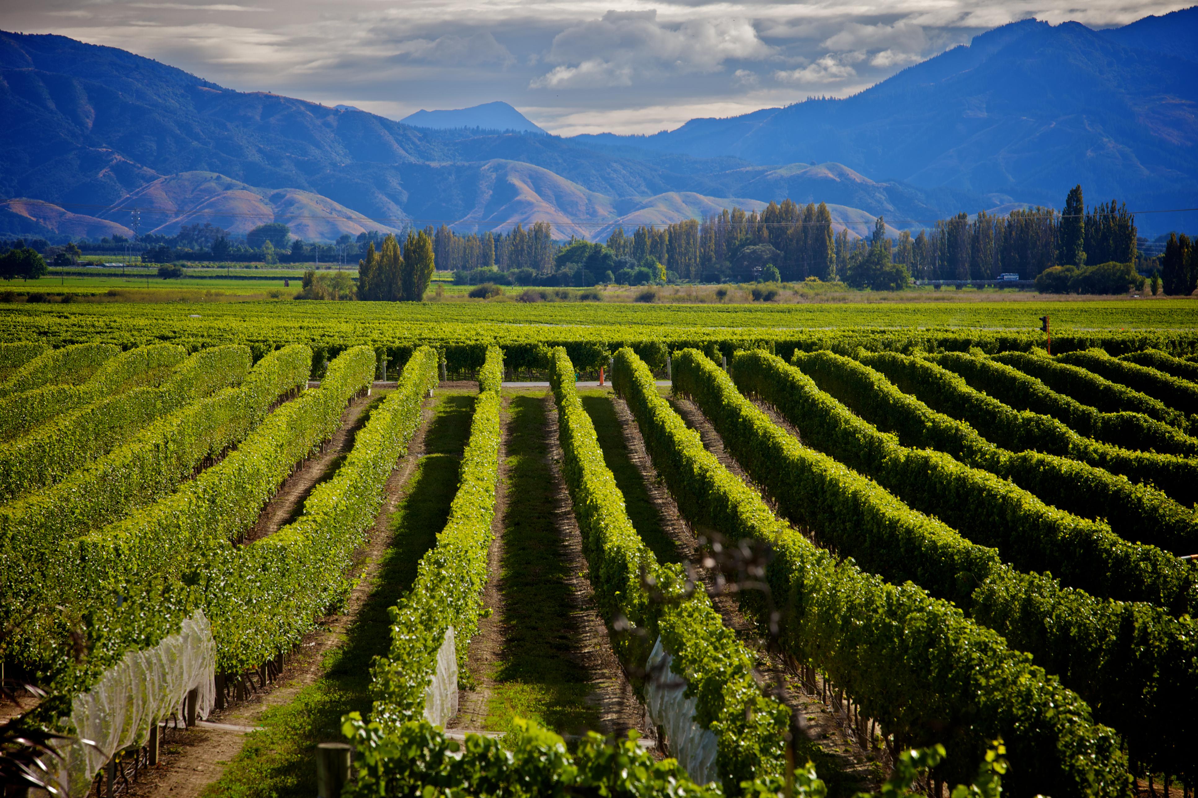 Самые сельскохозяйственные страны. Марлборо (Marlborough, новая Зеландия) виноградники. Новая Зеландия Мальборо винодельческий регион. Долина Мальборо новая Зеландия. Новая Зеландия виноградники.
