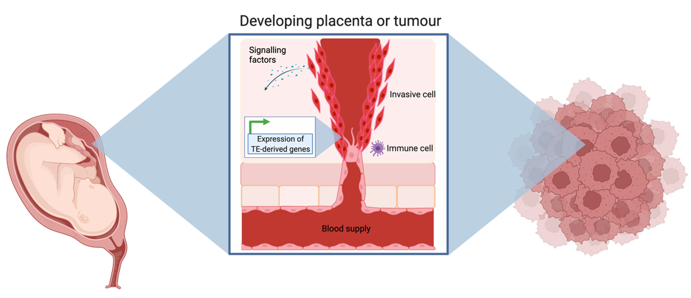 TE derived genes which are commonly found in both the placenta and tumors