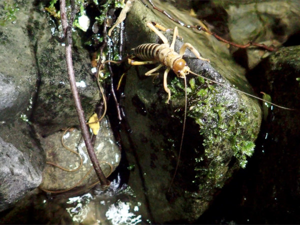 Hairworm wild credit JeanfrancoisDoherty crop best