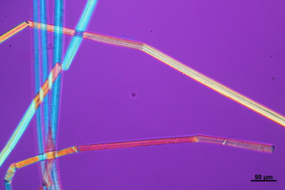 Harakeke fibres viewed using PLM Polarised Light Microscope Harakeke fibres viewed using PLM Polarised Light Microscope