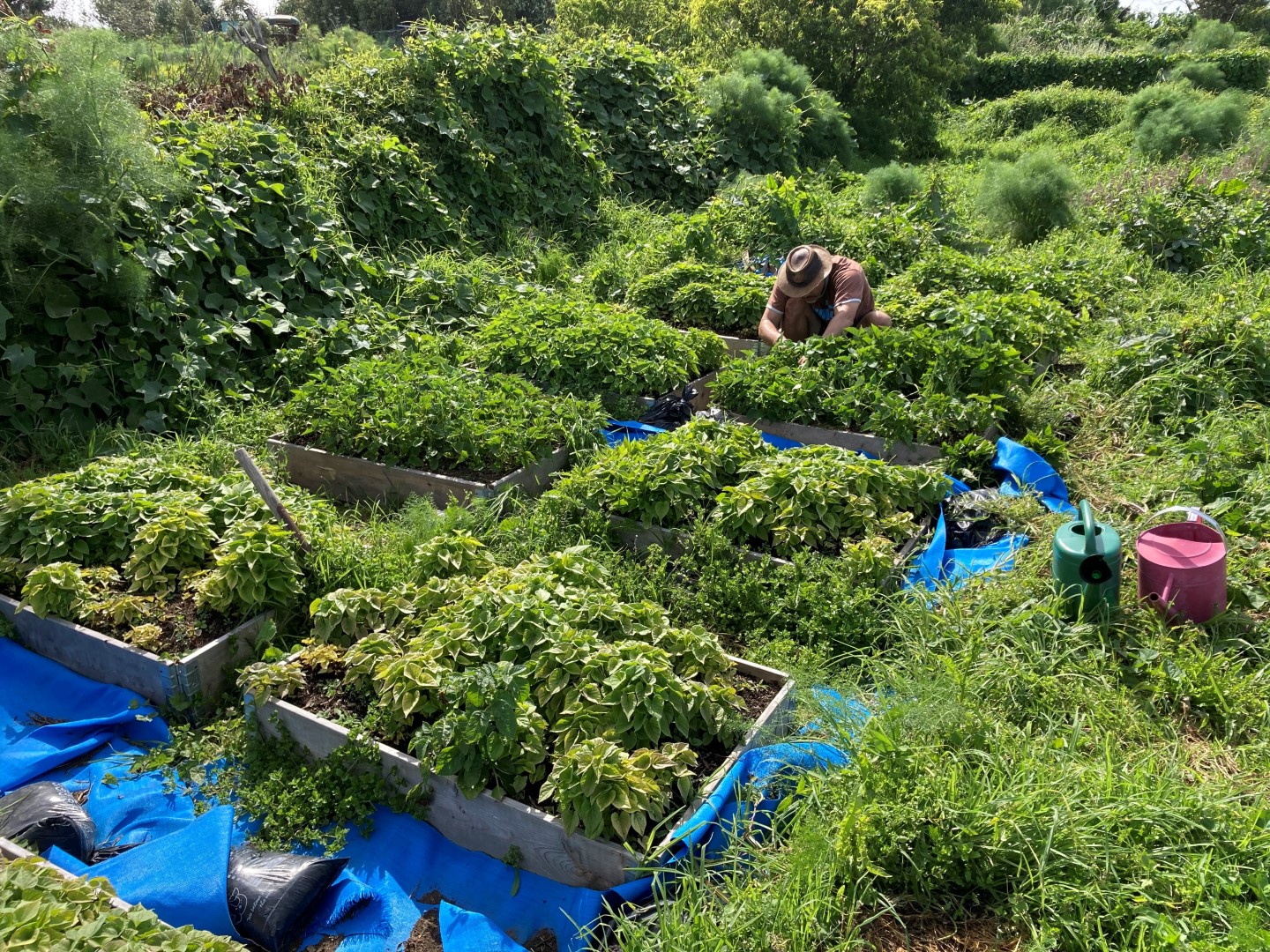 Harvesting tipu varieties from parekereke koanga 2020 Te Moeone maara Taranaki web