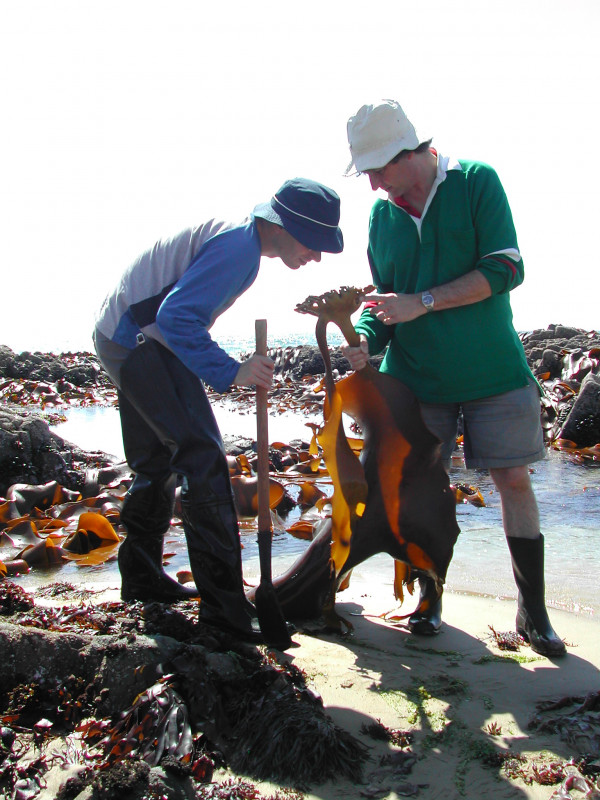 Kaka Point field work