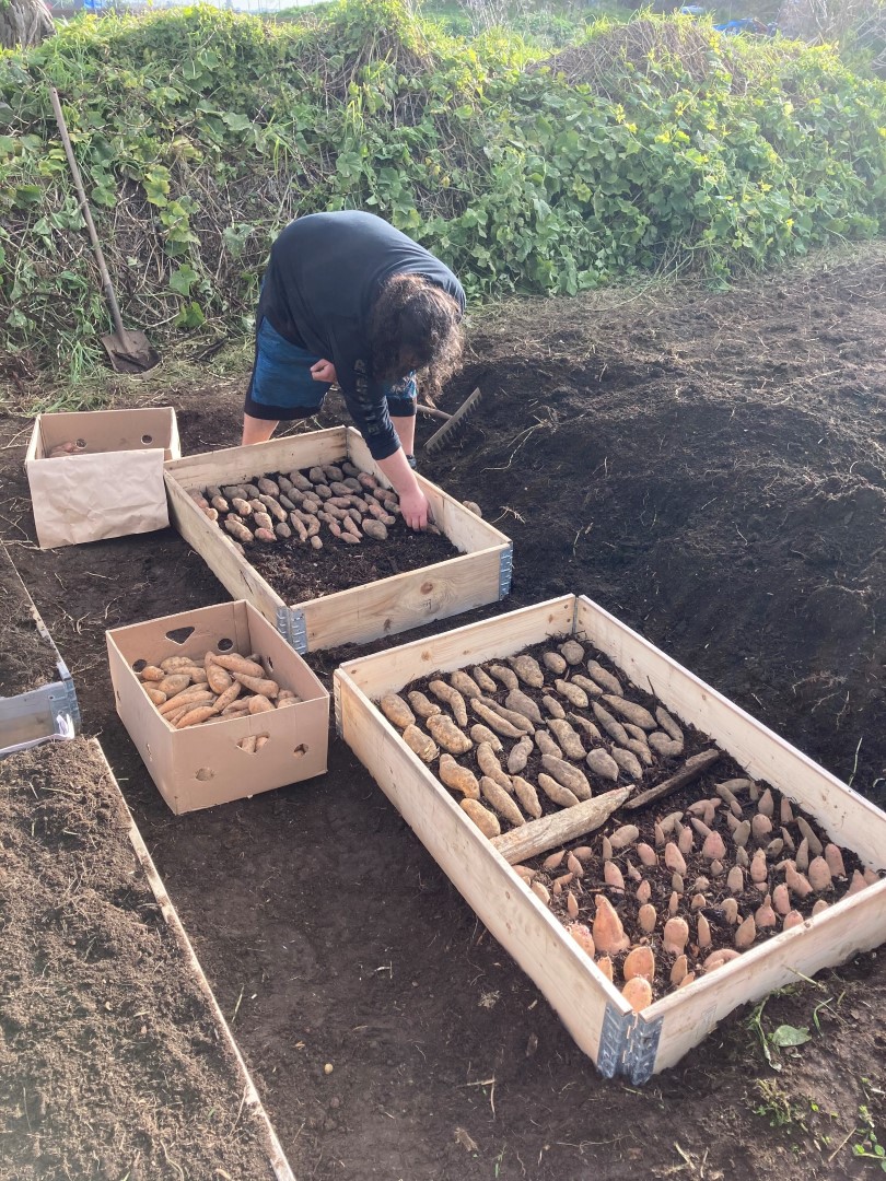Laying out kumara web Laying out kumara web