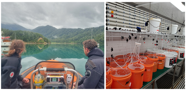 McMullin 3 McMullin 3