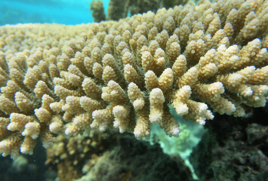 Oakley Acropora Oakley Acropora