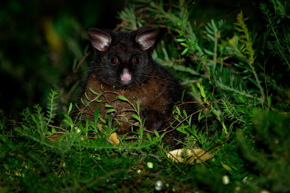 Possum iStock 1125874767 Custom