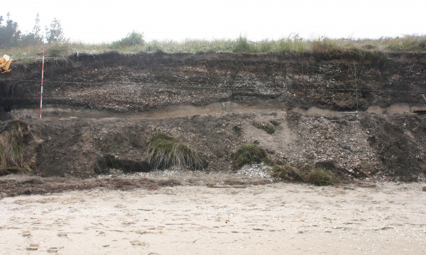 coastal Māori midden deposit on the Coromandel Peninsula