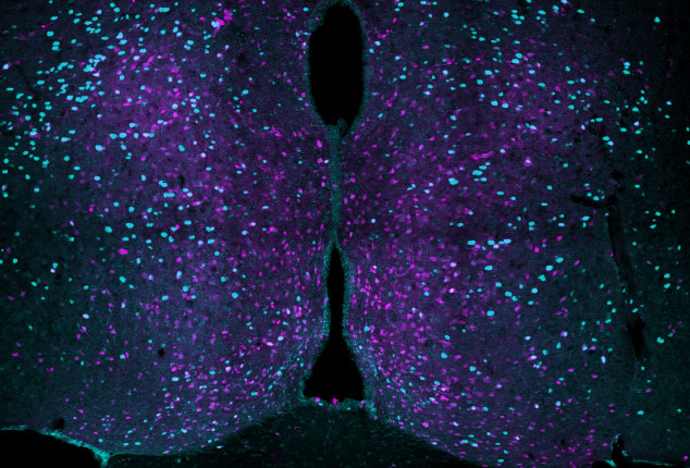 Prolactin cells in brain of pup exposed father