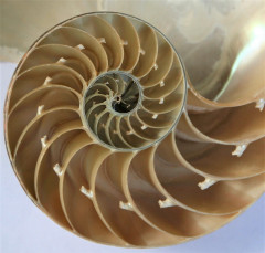 Fractals inside a nautilus shell. Photo: Jitze Couperus
