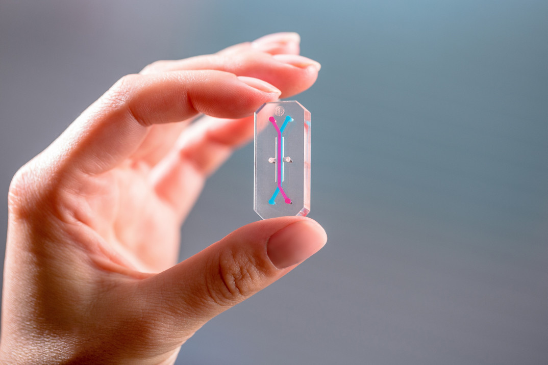 Organ on a chip