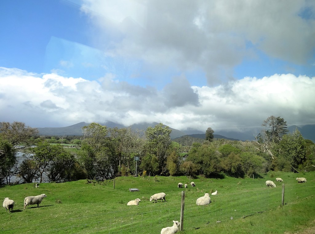 Sheep in NZ
