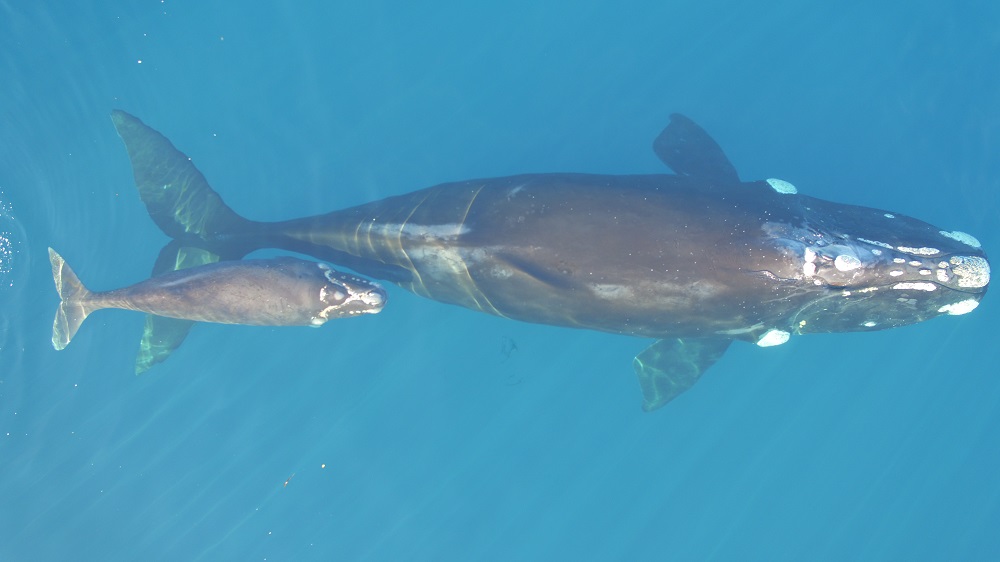 Southern Right Whale Tohora