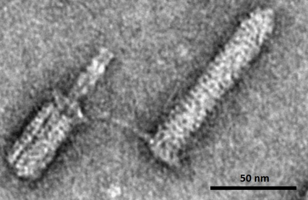 TEM image TEM image