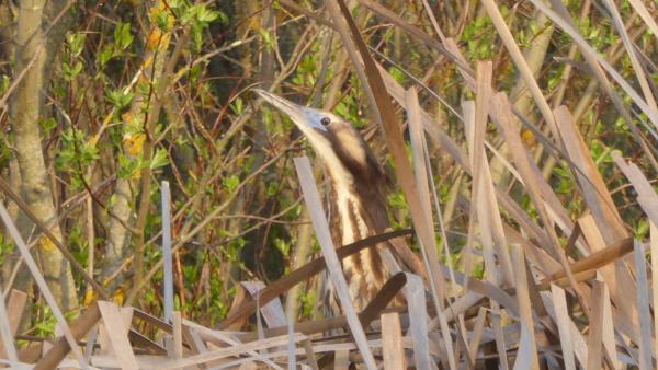 Australasian bittern male Colin ODonnell2