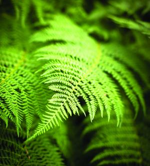 Fern