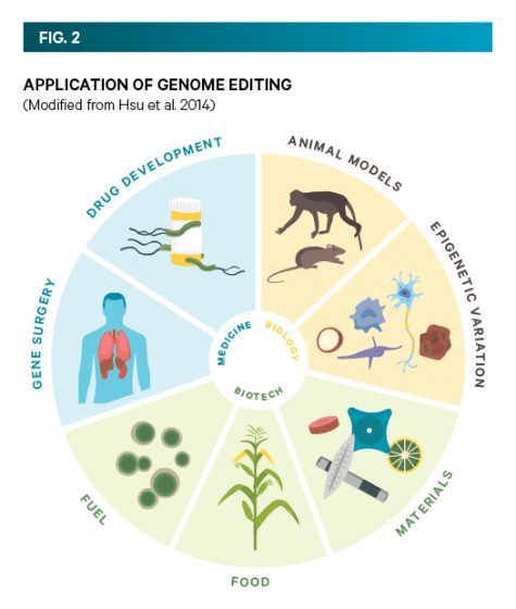 The Biological Consideration Of Genome Editing Crispr