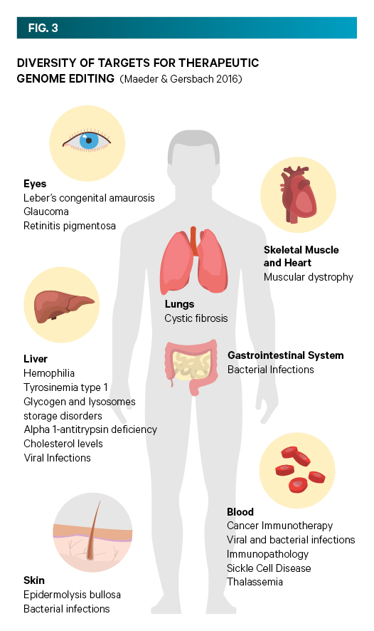 Gene Editing Fact Sheet Figure3