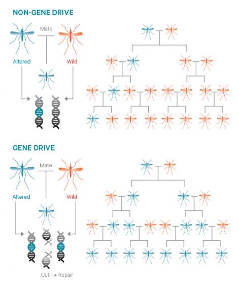 Gene Editing Fact Sheet Figure4 crop