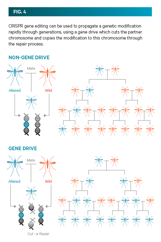 Gene Editing Fact Sheet Figure4