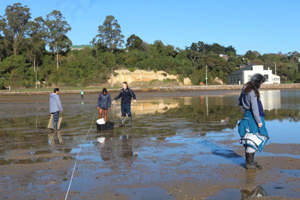 Investigating the effects of the proximity of roads on mudflat internal biodiversity