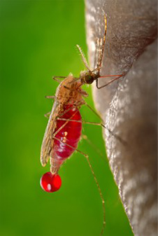Mosquito bite