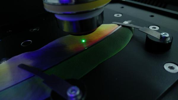 Parrot feather laser Large