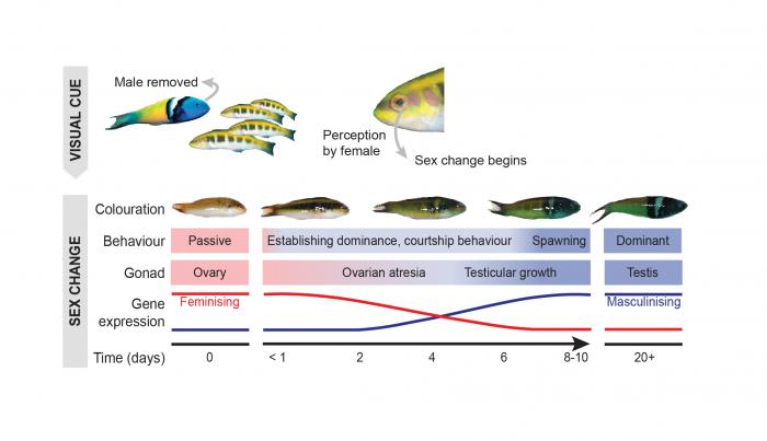Sex change infographic RGB3