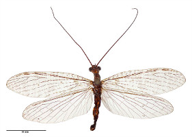 dobsonfly
