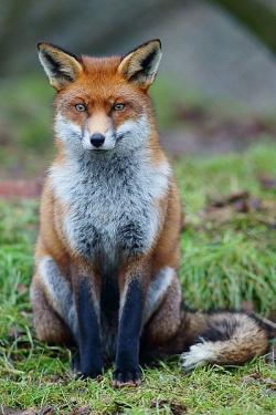 fox