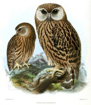 laughing owl