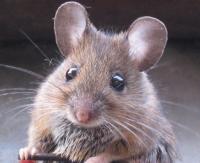 mouse