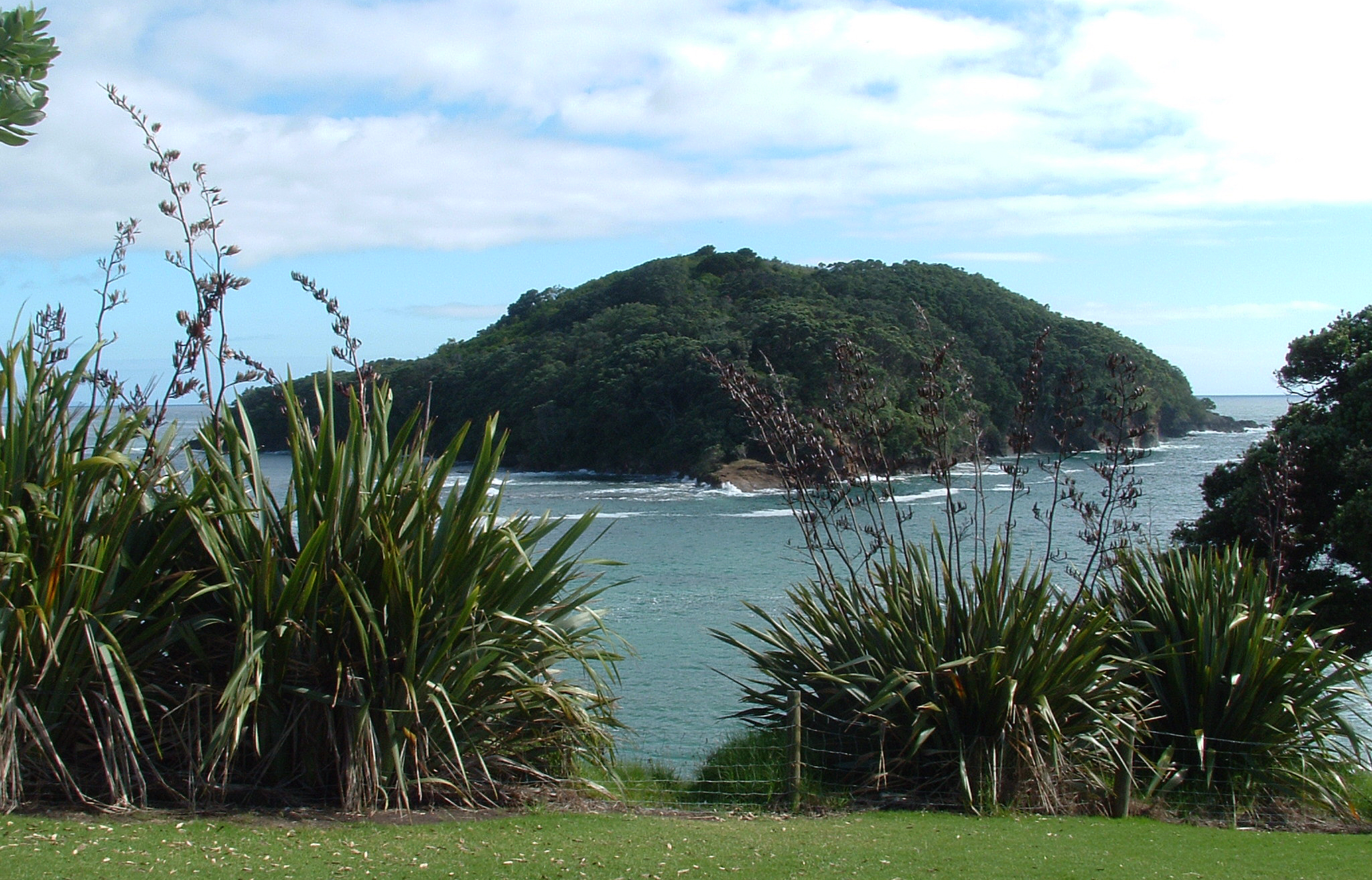 salpchain Goat island NZ salpchain Goat island NZ