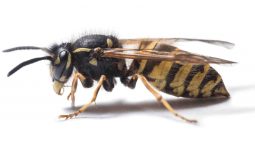 wasp 255x143