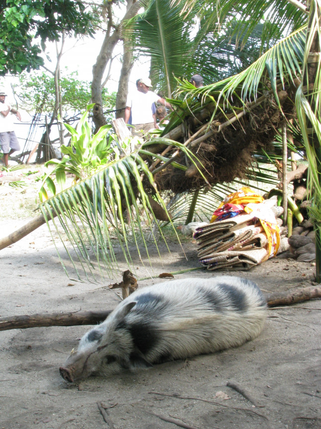 Vanuatu Pig 03 credit Rebecca Kinaston Vanuatu Pig 03 credit Rebecca Kinaston