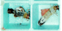 amber disease v2 amber disease v2