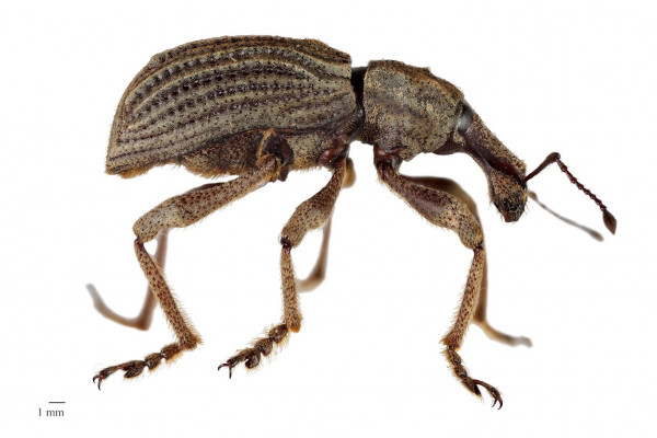 anagotusMaleLateralScaleBGR anagotusMaleLateralScaleBGR