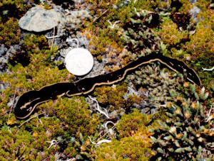 flatworm flatworm