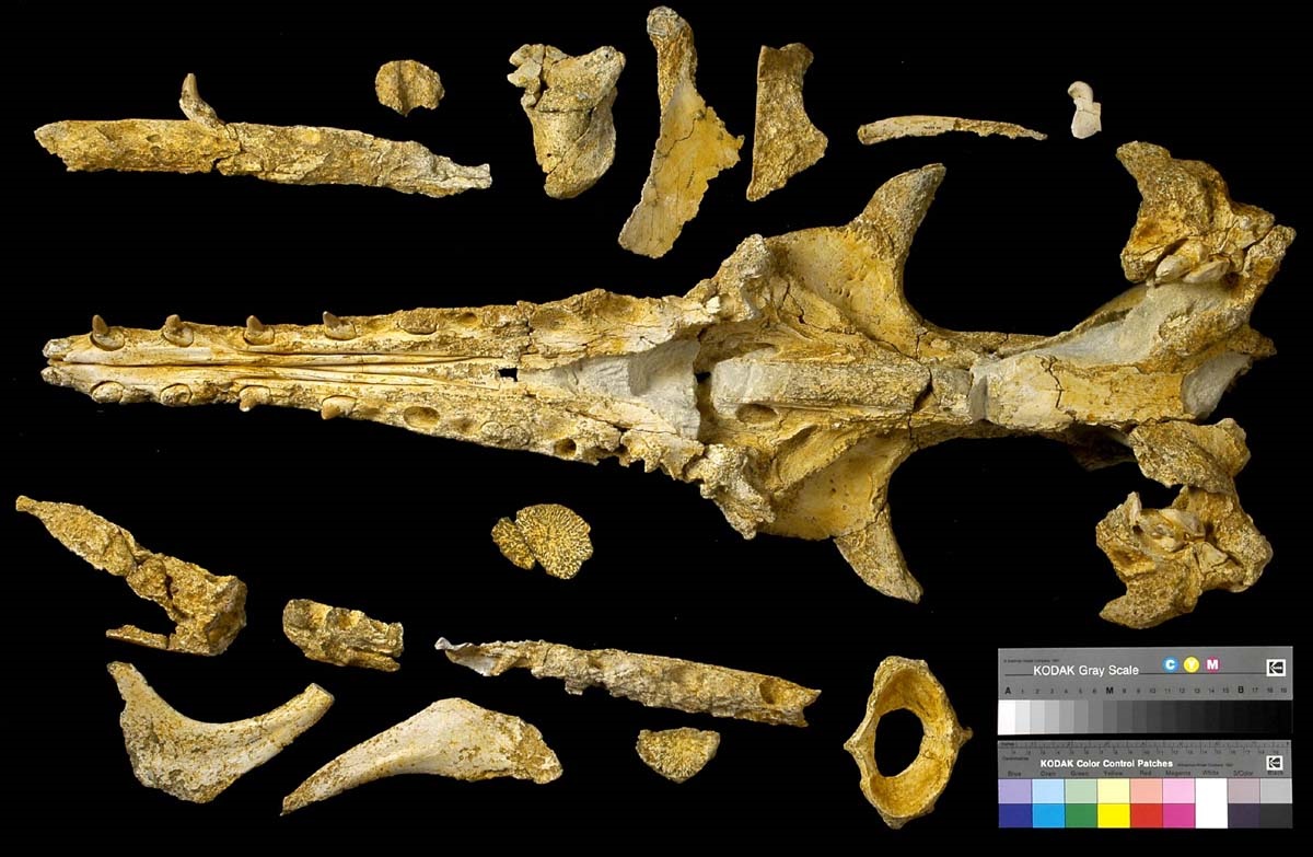 JRSNZ call for papers Special issue on fossil vertebrates from