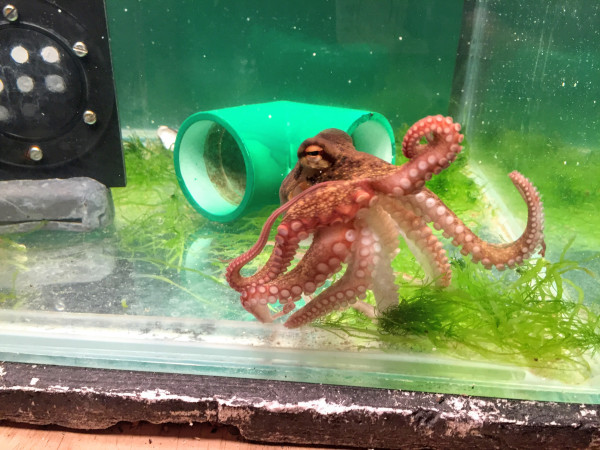 octopusWithScale