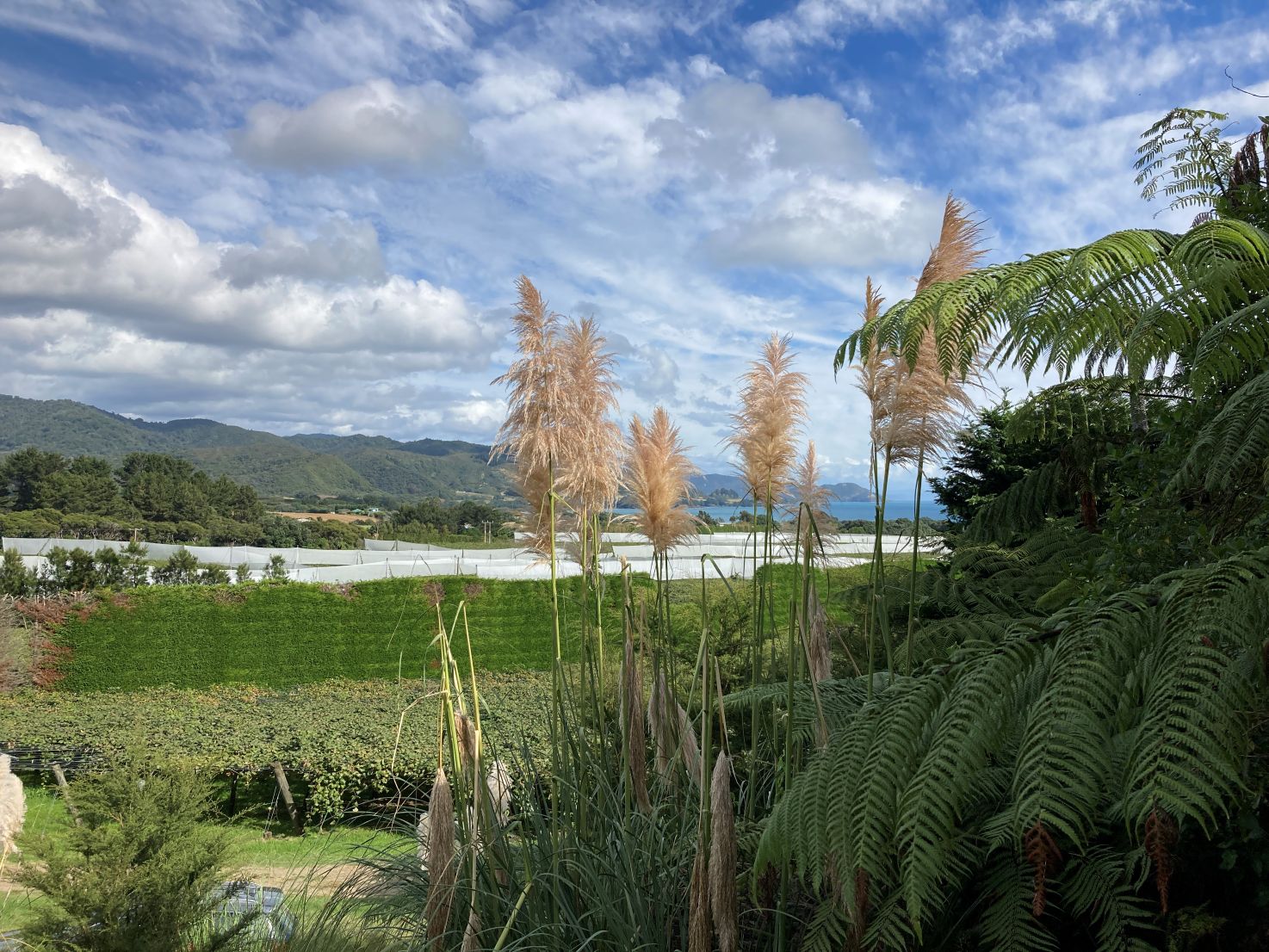 resized Te Kaha kiwifruit orchard Credit Nicola Sullivan